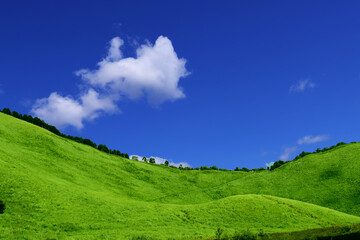 Fototapeta premium grassland