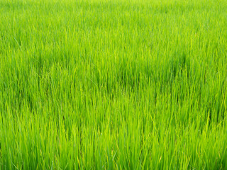 Thai Jasmine Rice Field in The Afternoon