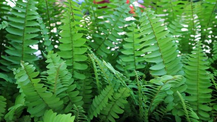 Lush foliage of growing ferns in the garden.