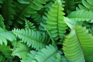 Lush foliage of growing ferns in the garden.