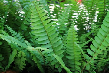 Lush foliage of growing ferns in the garden. © Octopus16