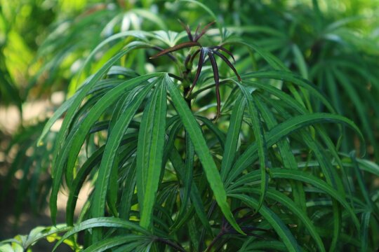 Green leaf plants with long leaf on the park. Almost similar shape with podocarpus henkelii.