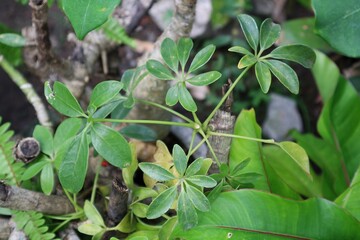 Close up Home plant Rubber Plant or Ficus Plant on the garden.