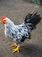 Japanese Chickens Mixed with Native Standing Gracefully