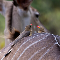 Red-billed oxpeckers on a kudu