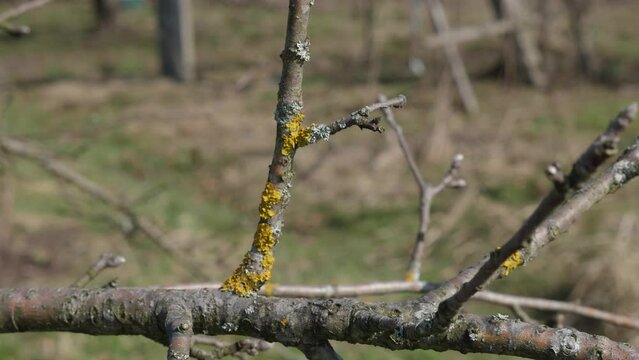 Lichens on the branches of fruit trees are whitened with lime. Gardening. Spring garden care.