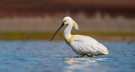 Eurasian Spoonbill (Platalea leucorodia) is a wetland bird that lives in suitable habitats in Asia, Europe and Africa. It is a rare species. I took this photo at Diyarbakır Kabakli Pond.