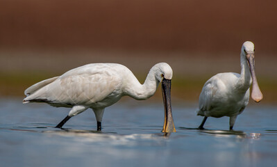 Eurasian Spoonbill (Platalea leucorodia) is a wetland bird that lives in suitable habitats in Asia, Europe and Africa. It is a rare species. I took this photo at Diyarbakır Kabakli Pond.