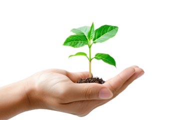 hand holding a plant