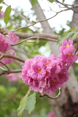 Fototapeta premium Close-up of tabebuia rosea flower blooming in the garden, known as rosy trumpet tree.