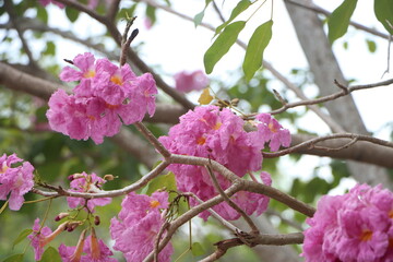 Close-up of tabebuia rosea flower blooming in the garden, known as rosy trumpet tree.