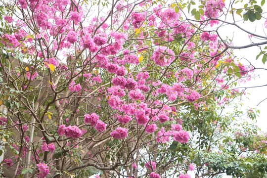 Close-up of tabebuia rosea flowers blooming and swaying in the wind, known as rosy trumpet tree.