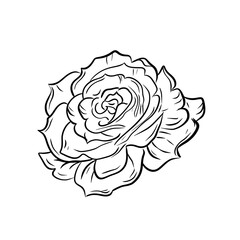 Rose isolated on white background. Hand drawn flower illustration. Floral design element.