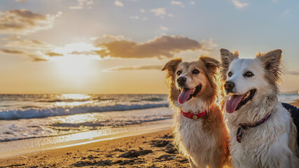 Golden retriever playing happily on the sandy beach by the ocean
