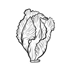 Lettuce drawing.