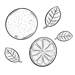 Set of orange drawing on isolated background Out line of whole orange, sliced and leaves.