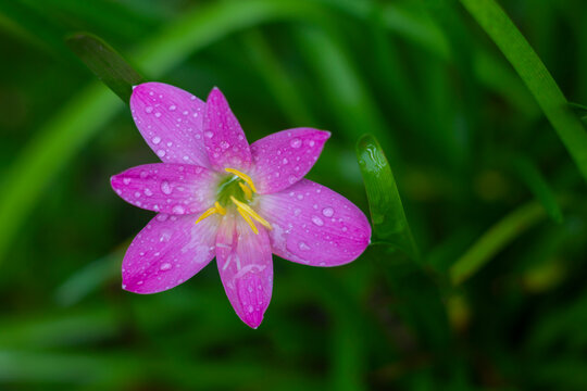 Close up of Zephyranthes minuta flower. Pink color Zephyranthes minuta flower in garden with water droplets after get rain