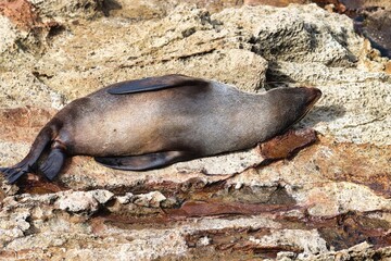 Dunedin, New Zealand