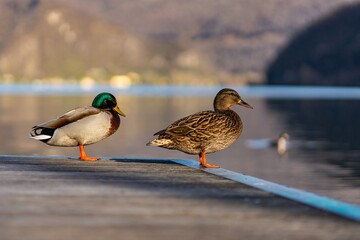 Two common ducks on a jetty.