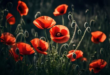Foto auf Acrylglas Poppy flowers in the field © Fozia
