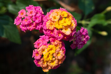 Close up of beautiful vibrant Lantana flowers blooming in the spring morning