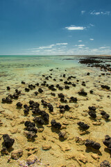 Discover the ancient wonders of stromatolites along the rugged coast of Western Australia, where living fossils whisper tales of Earth's primordial past.
