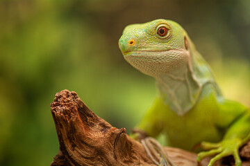 green lizard  green iguana on a branch