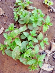 naturel green leaves
