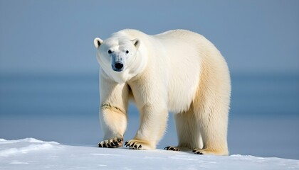 A Polar Bear With Its Eyes Narrowed Scanning The
