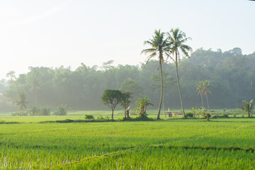 Rice fields in the morning light. rural feel landscape with valley in mist behind forest. concept...