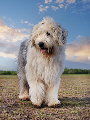 Old English Sheepdog