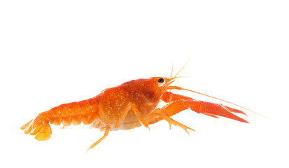 red crayfish