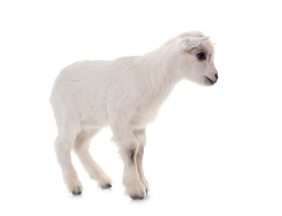 Obraz na płótnie Canvas baby goat in studio