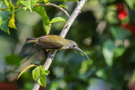 little spiderhunter is a species of long-billed nectar-feeding bird in the family Nectariniidae found in the moist forests of South and Southeast Asia. 