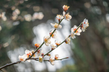 Plum blossom in full bloom