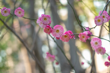 Plum blossom in full bloom