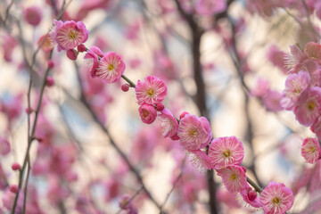 Plum blossom in full bloom