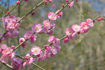 Fototapeta na wymiar Plum blossom in full bloom