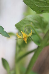 tomato flowers on blurry background