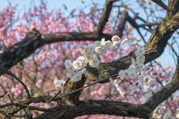 Plum blossom in full bloom