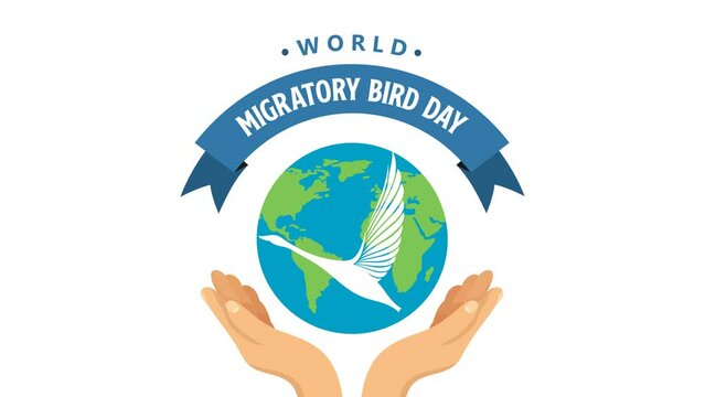 world migratory bird day animation video bird day video animated