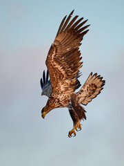 White-tailed eagle (haliaeetus albicilla)