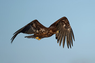 White-tailed eagle (haliaeetus albicilla)