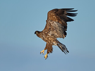 White-tailed eagle (haliaeetus albicilla)