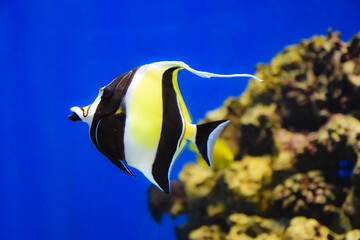 水族館の水槽で泳ぐツノダシ、後ろに岩礁