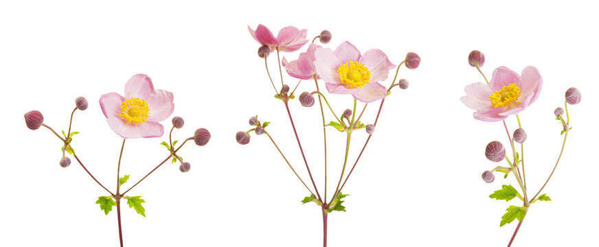 Set of white anemone flower on white background. Pink flower anemones isolated on white
