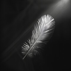 A feathers fine structure with light passing through its barbs