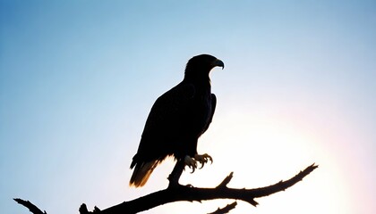 Eagle Silhouette Upscaled 38