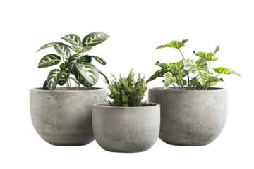 A small green potted houseplant with lush leaves sits on a bright 