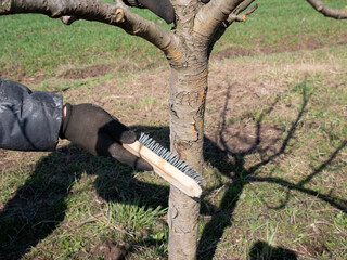 The trunk of a fruit tree is cleaned of old bark with a metal brush. Gardening. Spring garden care. © Vasyl